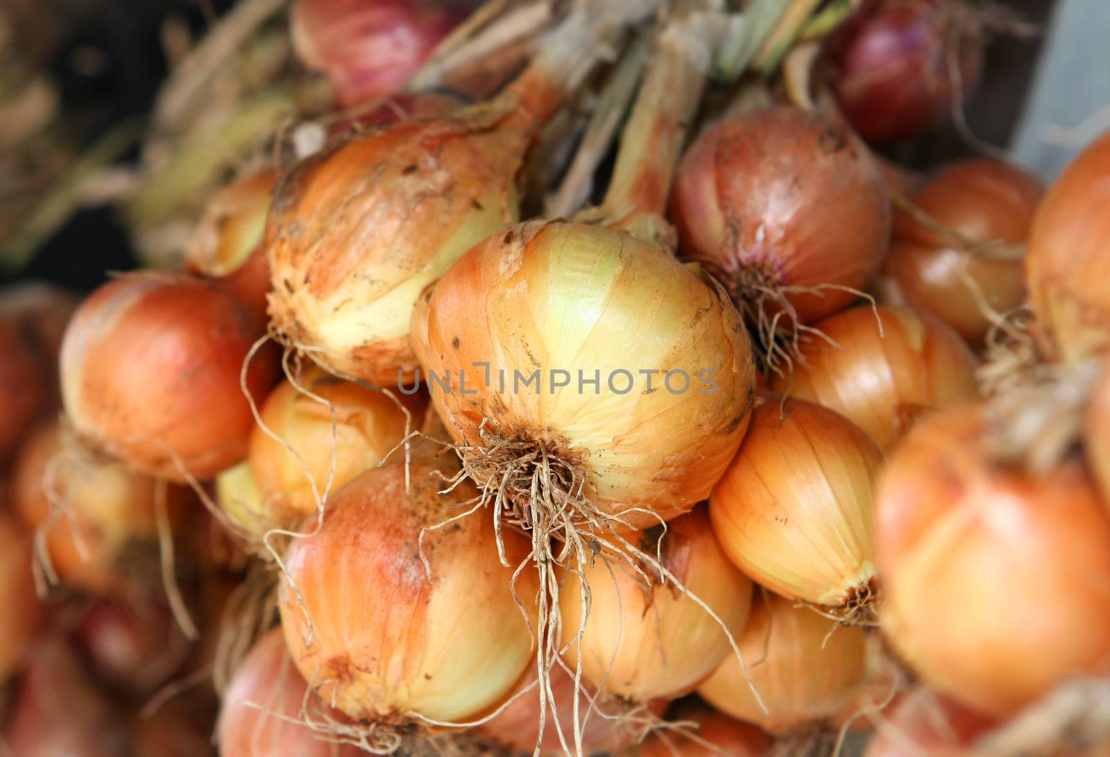 many yellow aromatic bulb onions like food background