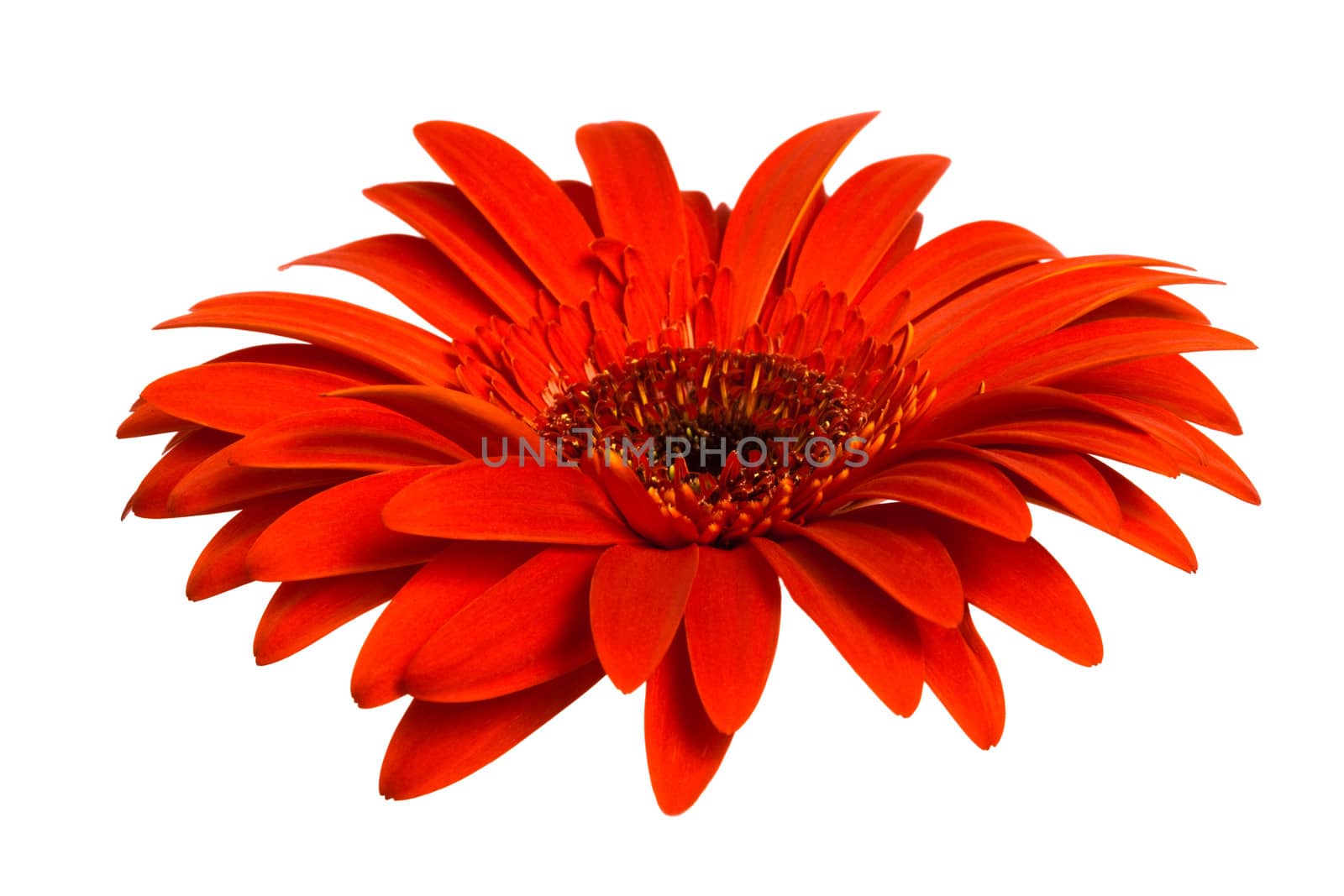 Beautiful red gerber on a white background