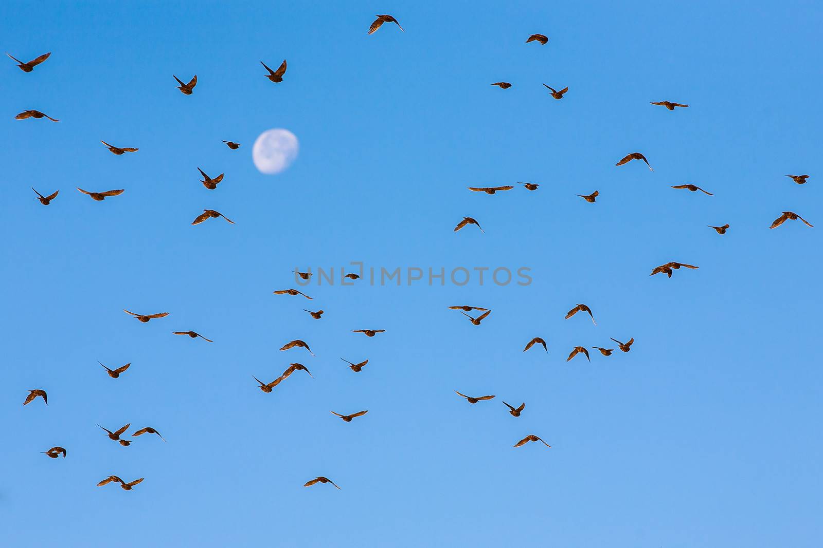 Photo presents flock of several dozen of birds flying in blue sky, moon in background.