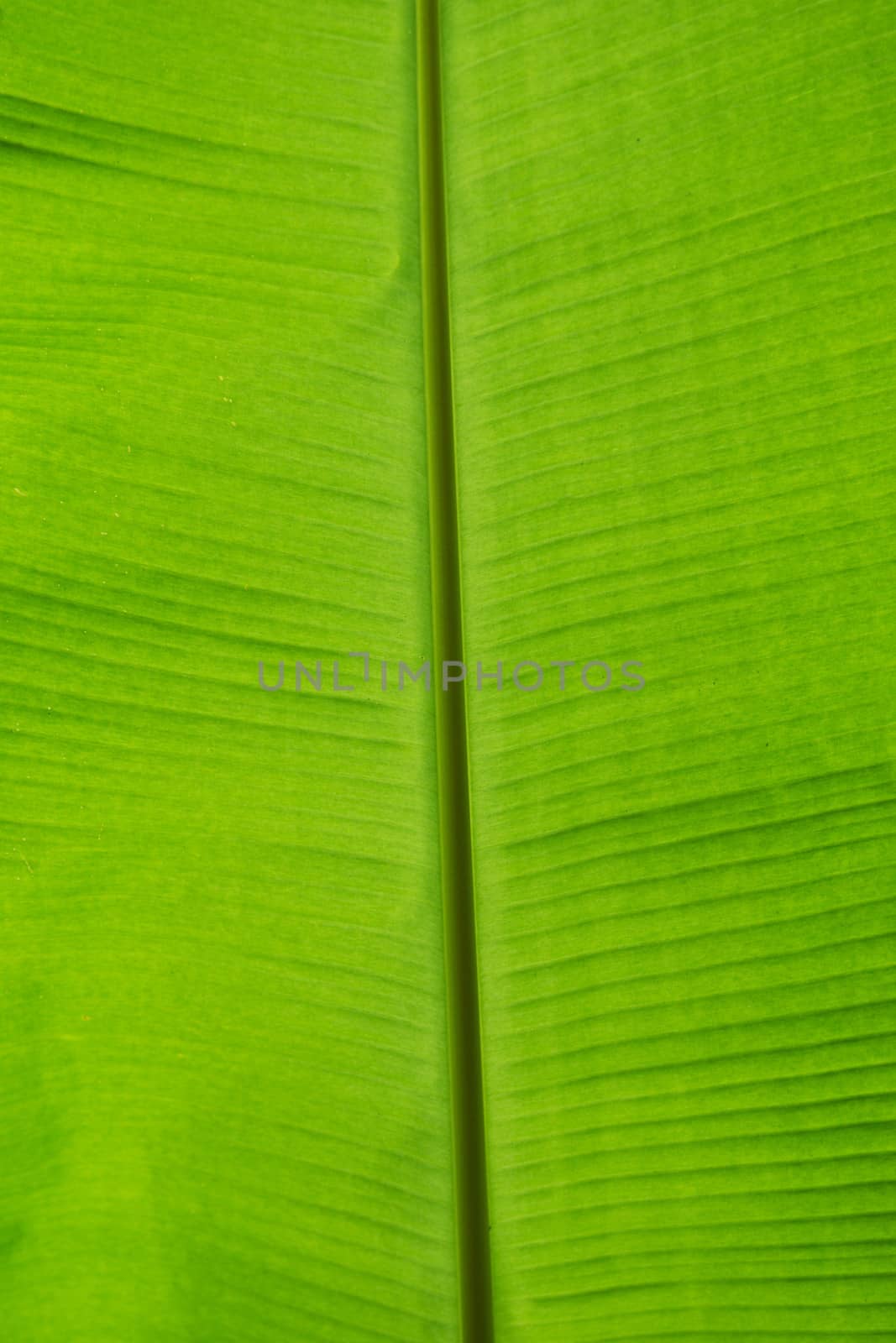 green leaf  by Pakhnyushchyy