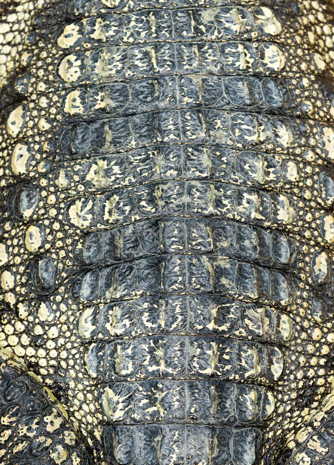 Crocodile skin texture by Pakhnyushchyy