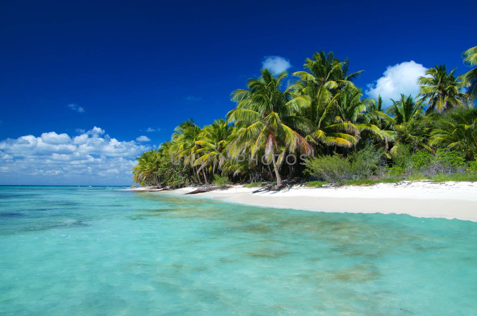 palm trees on tropical beach