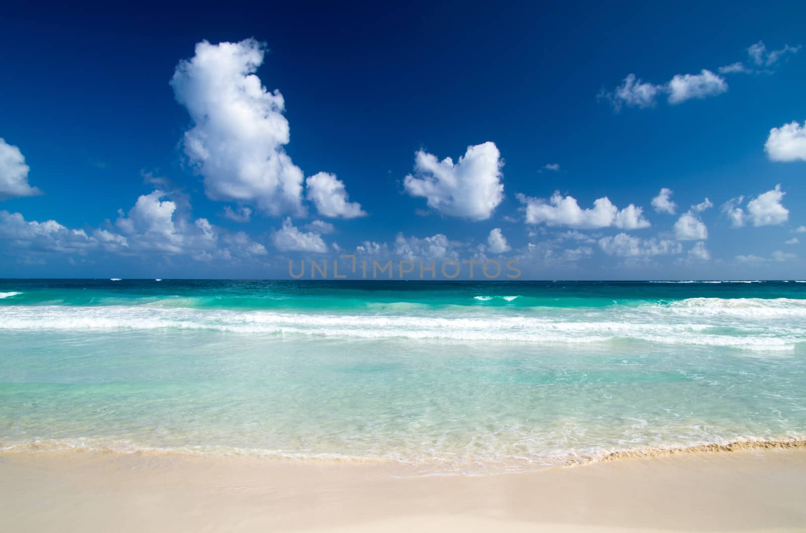 Caribbean Beach and Palm tree  .Paradise. Vacation and Tourism concept. 