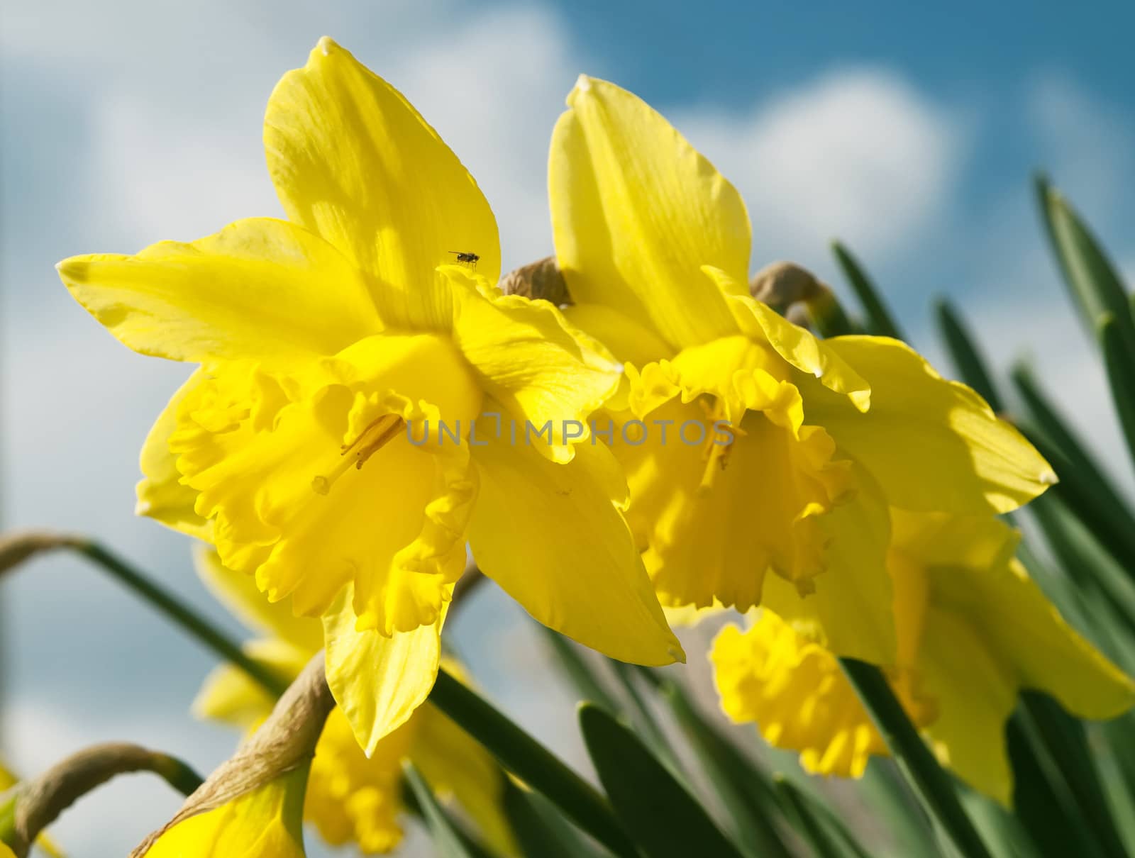 yellow daffodils in spring time (nothing to say about the fly)