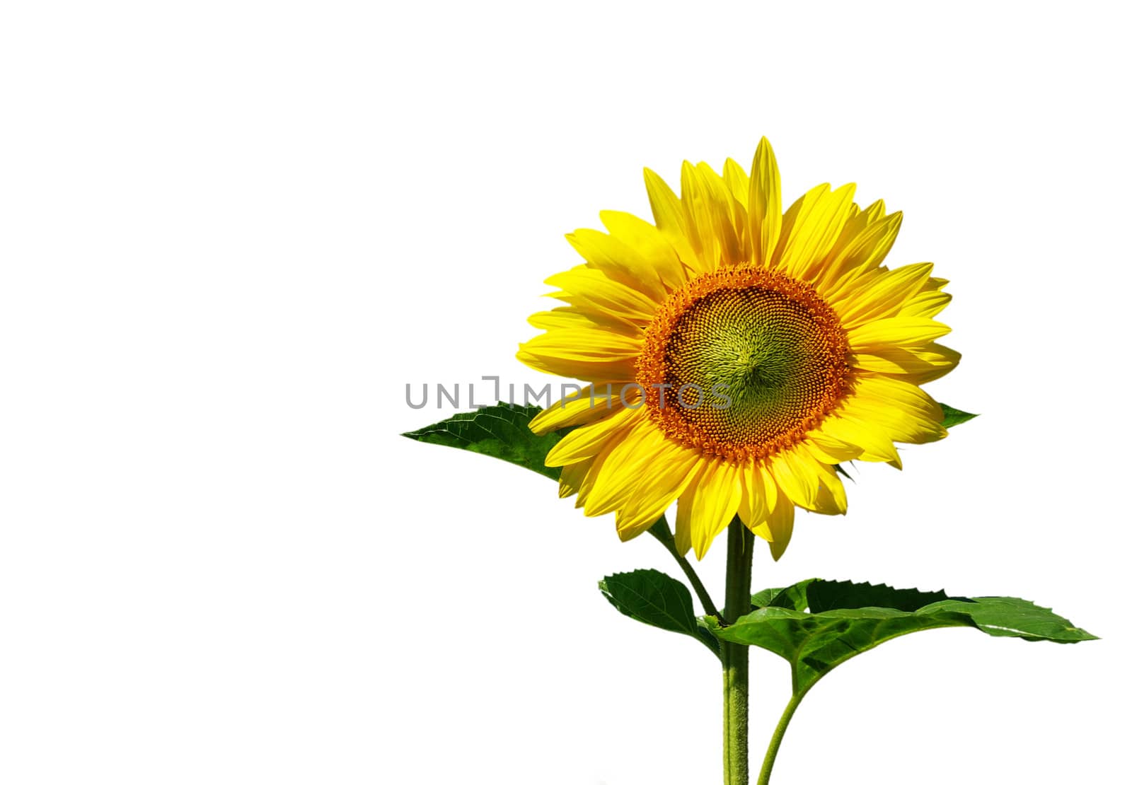  sunflower isolated on white with clipping path