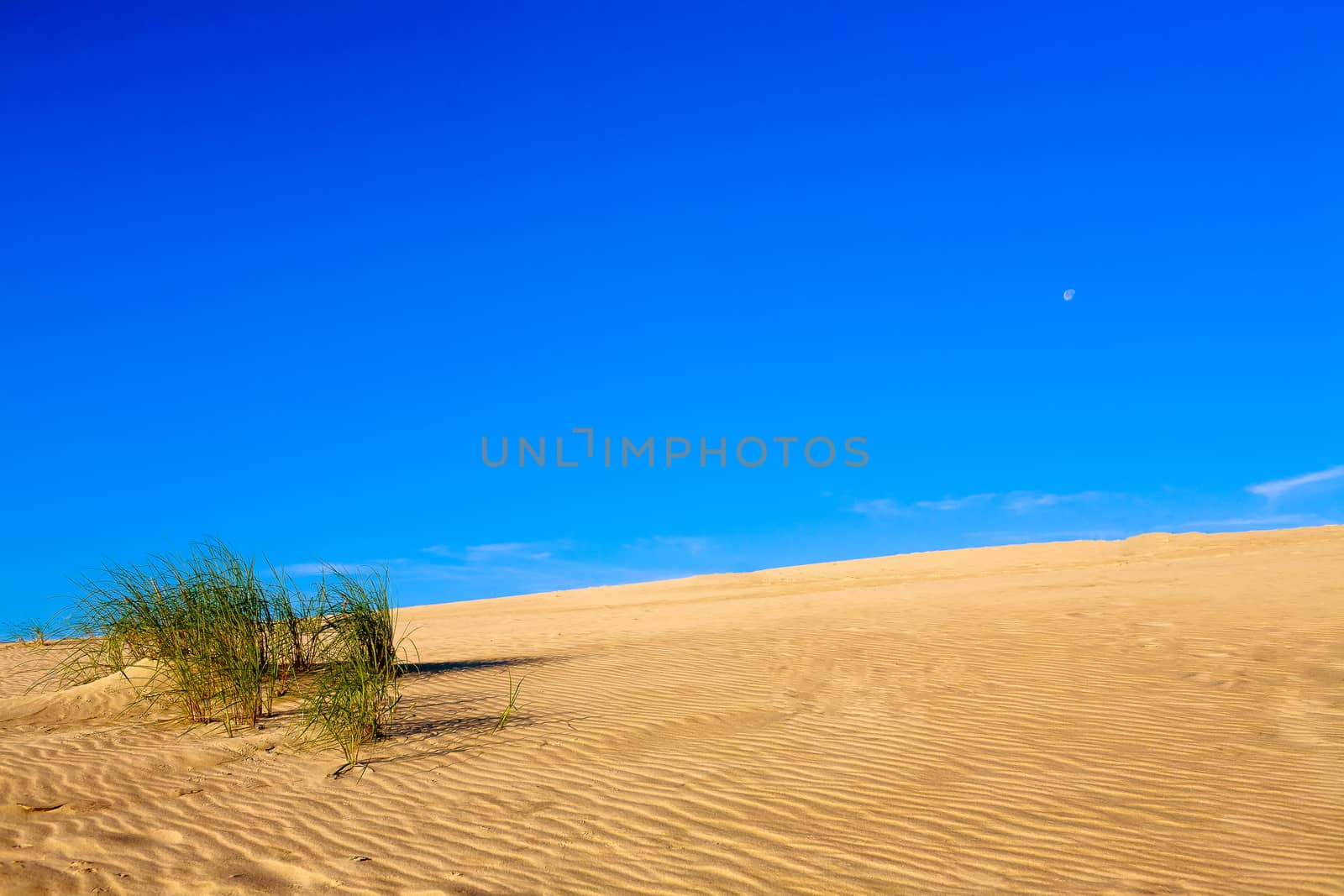 Photo presents sandy dune with visible green plants , in background blue cloudless sky.