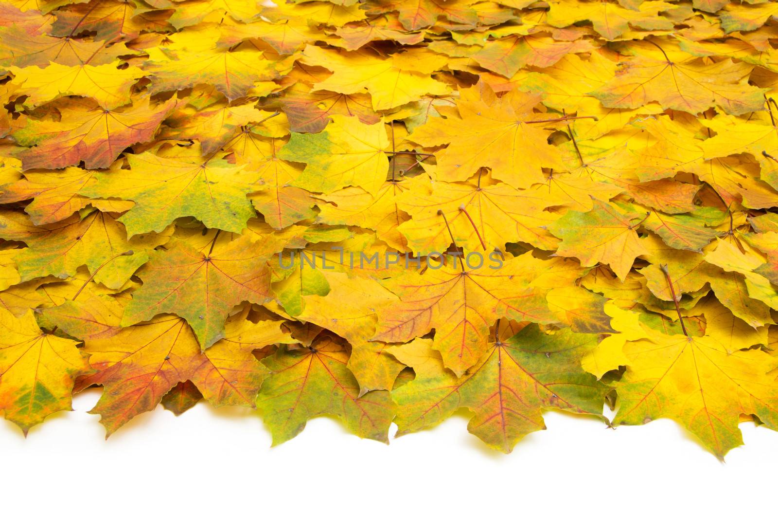 Background group autumn orange leaves