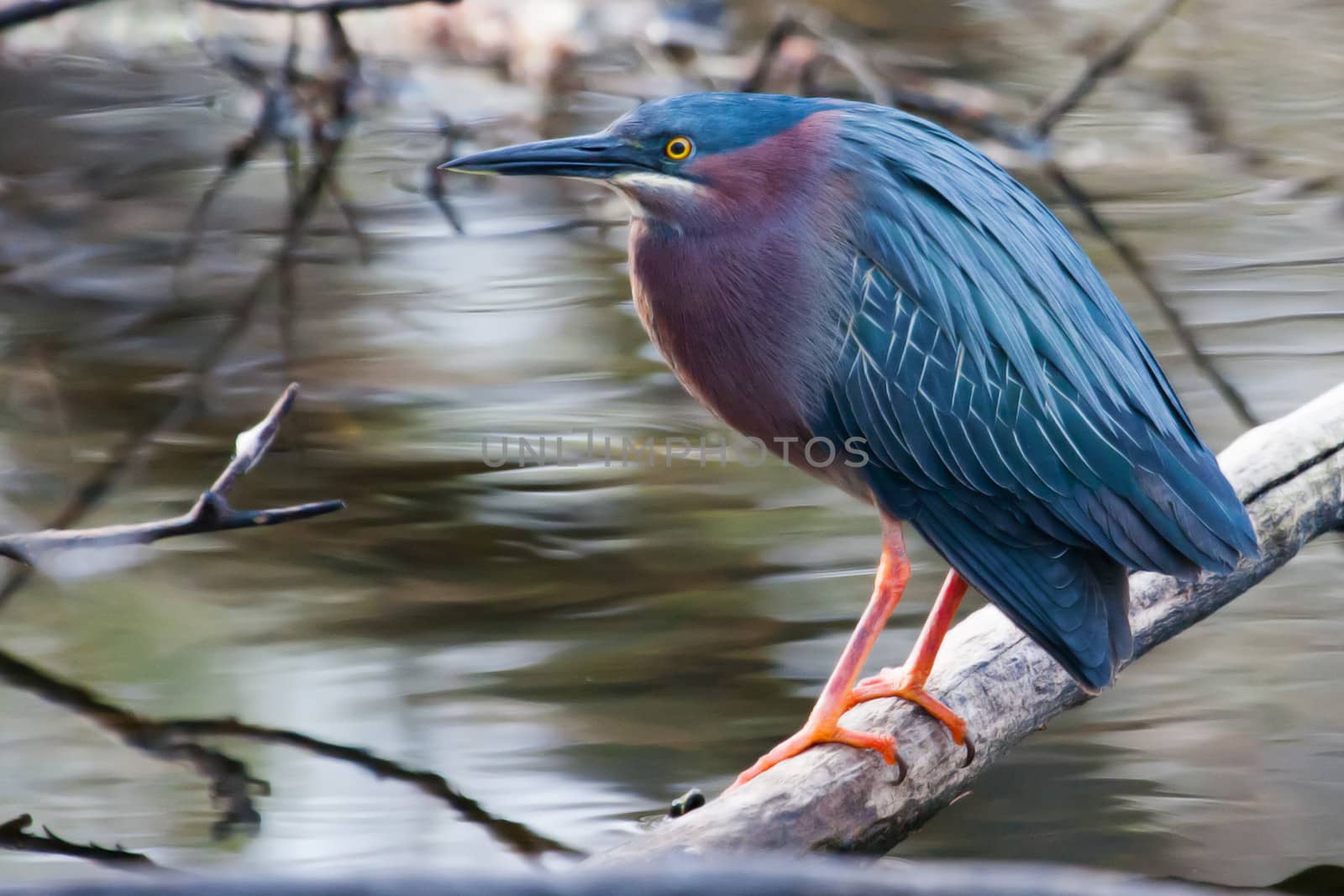 Green Heron (Butorides virescens) perched on a downed log soft f by Coffee999