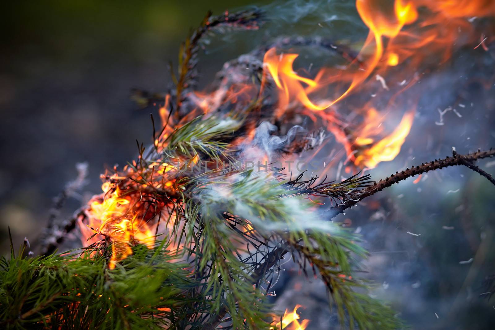 Forest fire. Burning pine branches. Fire in marching conditions.