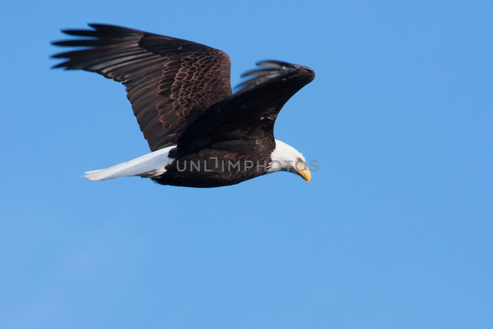Image of an American Bald Eagle in Flight.