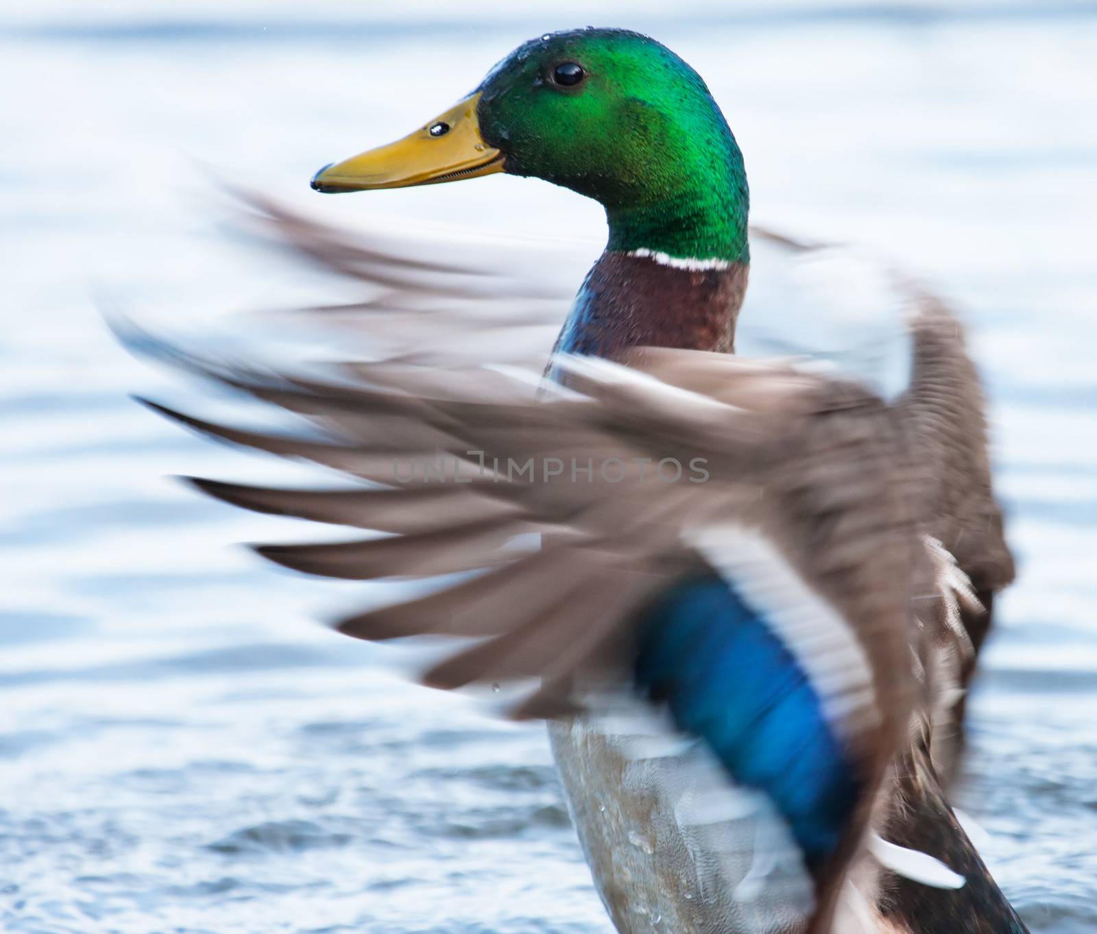 Mallard Duck (Drake) flapping wings in a pond