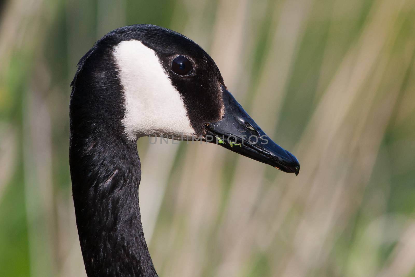Canadian Goose Portrait by Coffee999