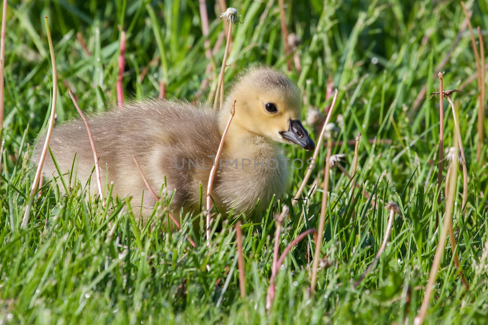 Canadian Goose Gosling resting by Coffee999