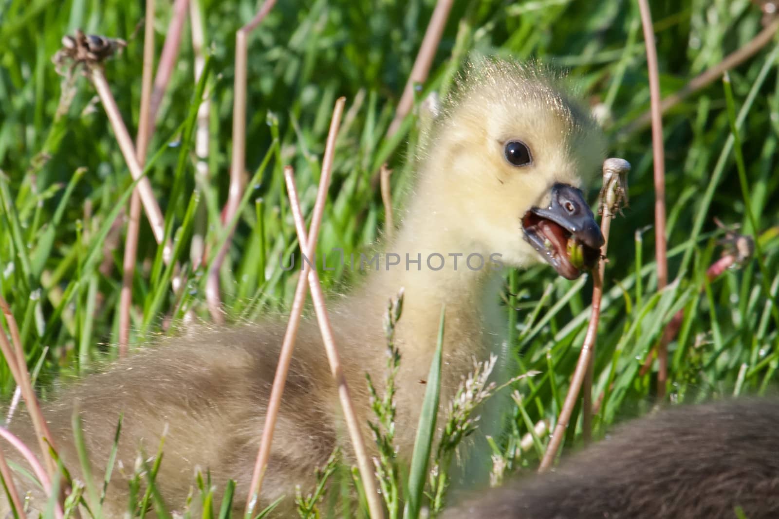 Canadian Goose Gosling resting by Coffee999