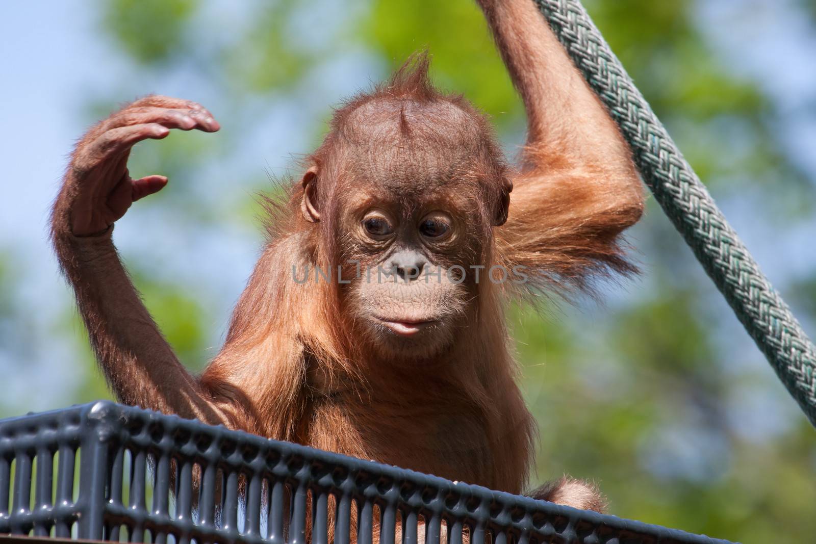 Baby Orangutan climbing on a rope at the zoo