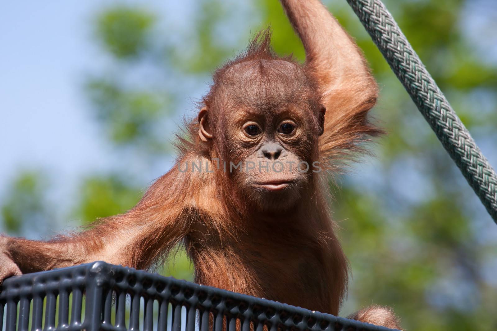 Baby Orangutan by Coffee999