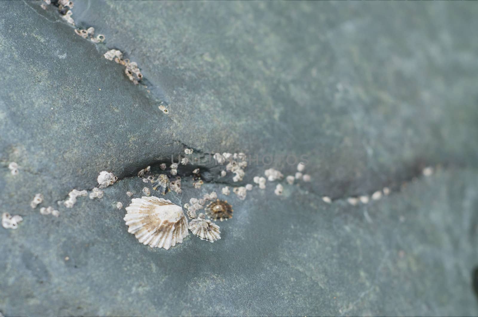 Seashells stuck on rocks by the shoreline