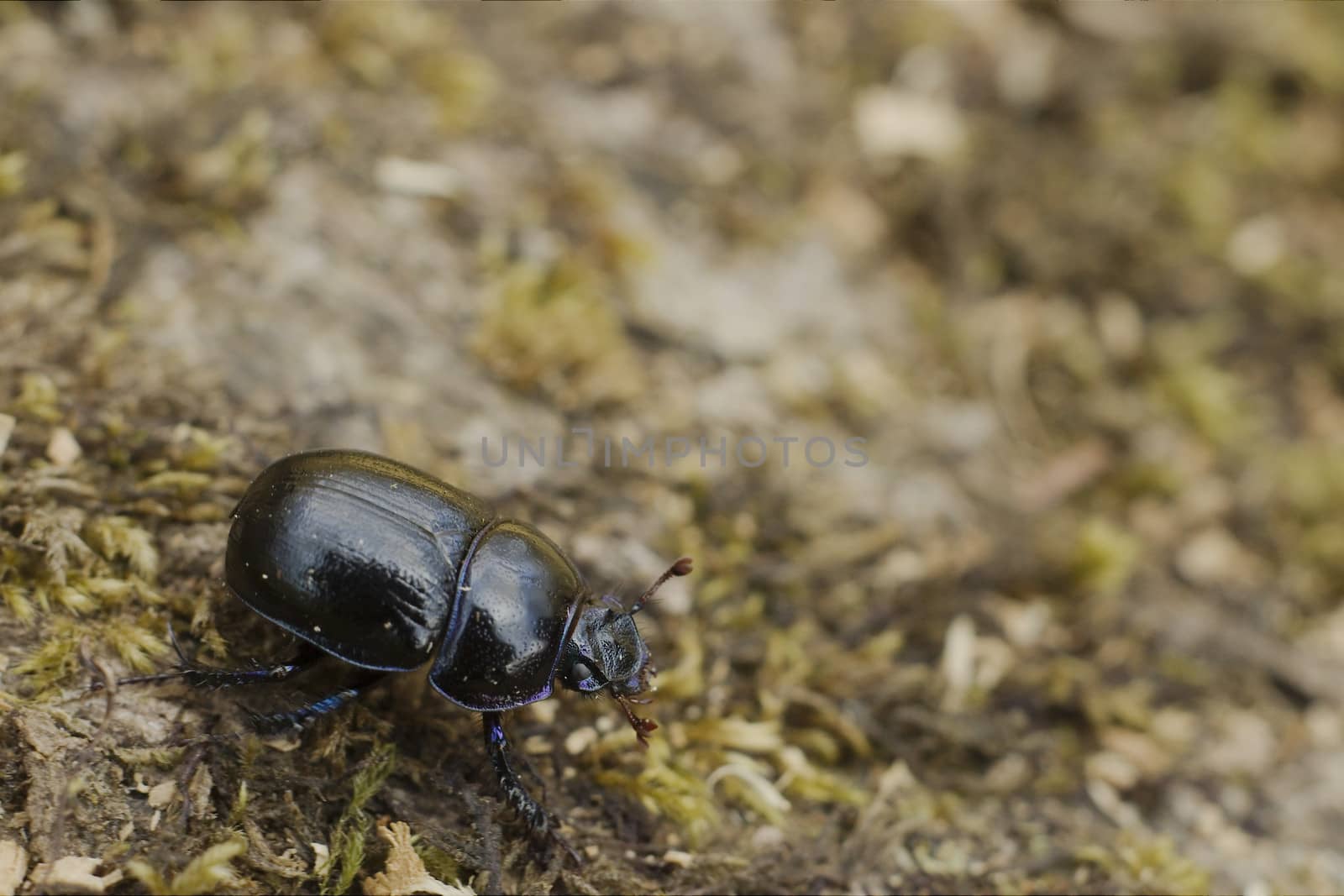 Dor Beetle on a forest at Dartmoor