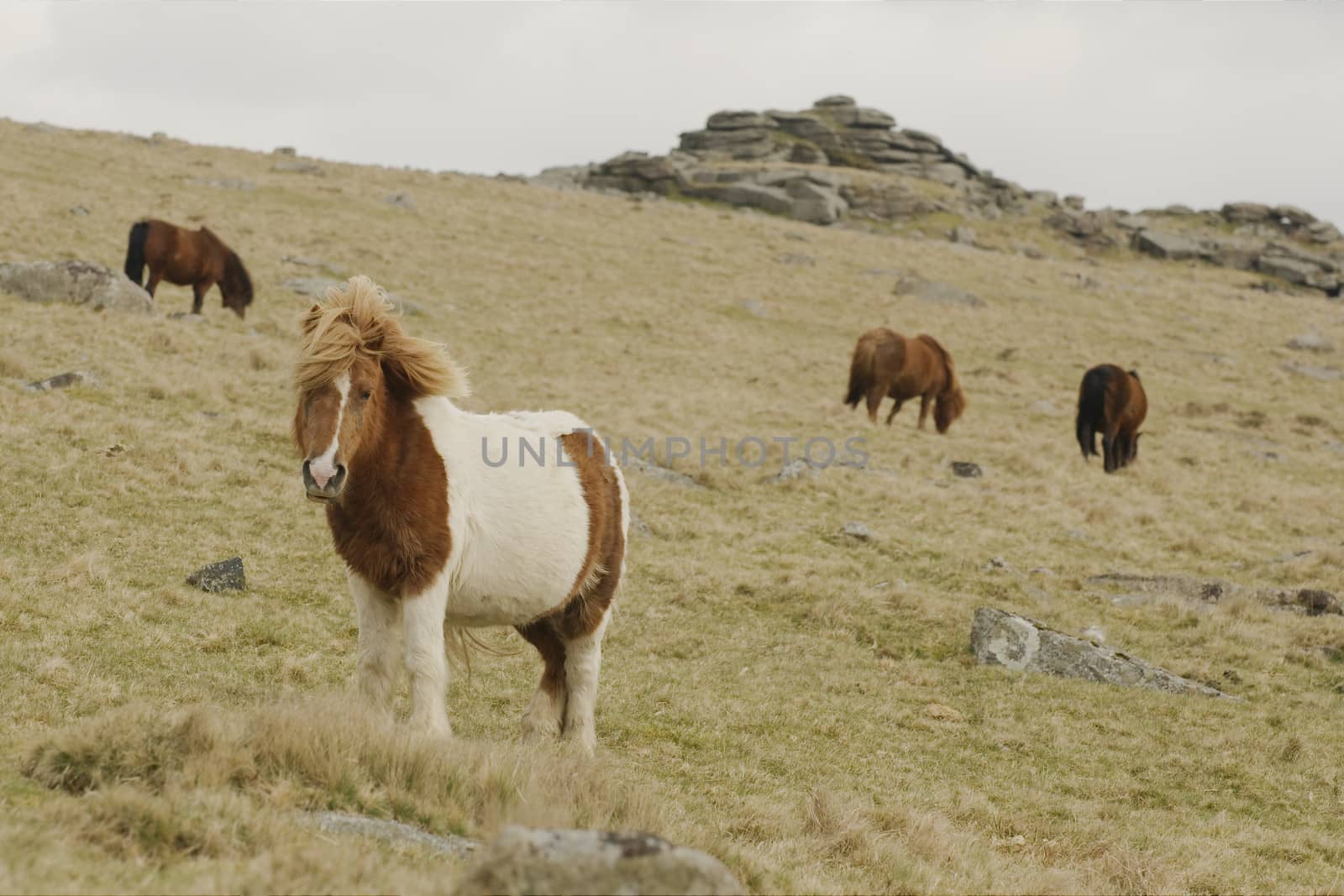 Exmoor ponies by t3mujin