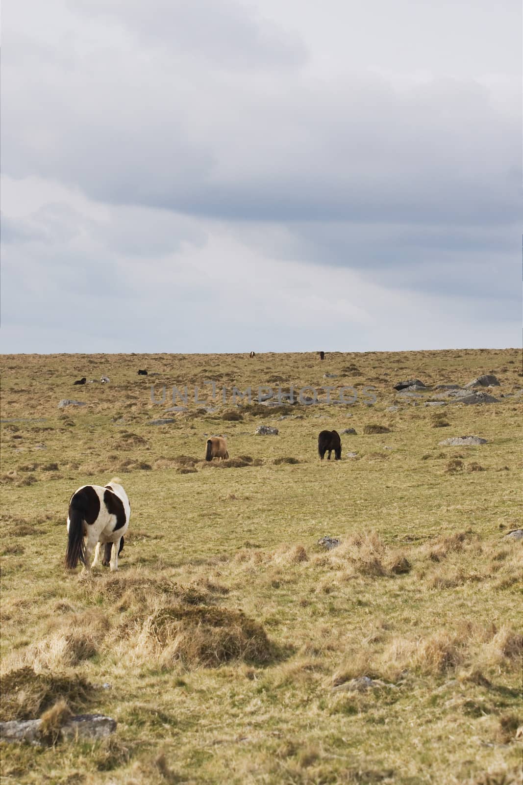 Ponies at the moors of Dartmoor national park