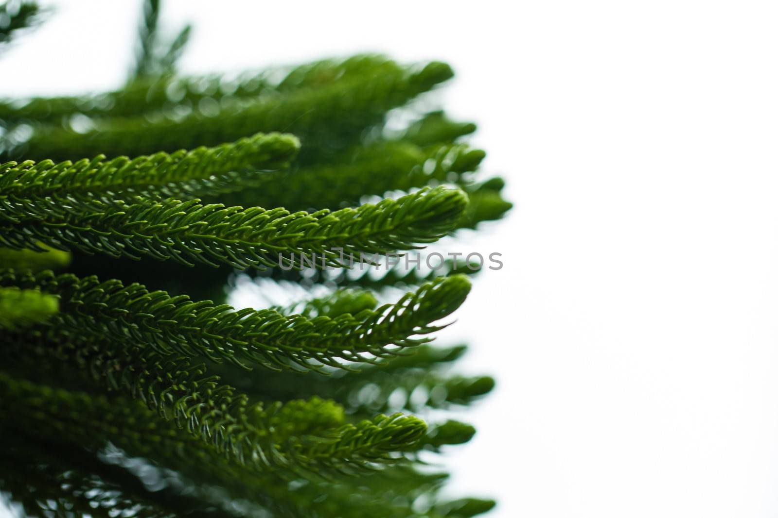 pine leaf close up in the morning light