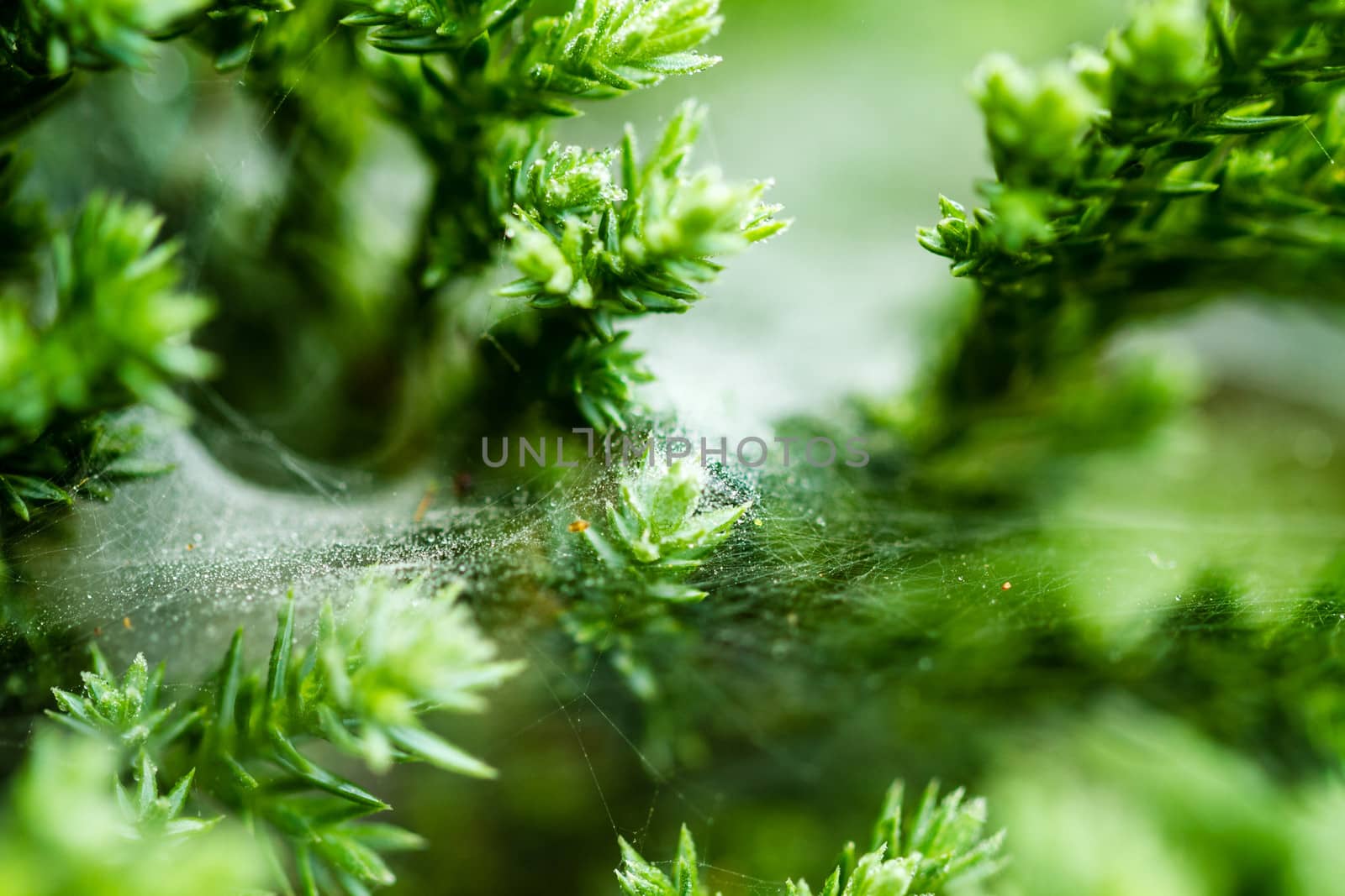 Spider web on pine leaf