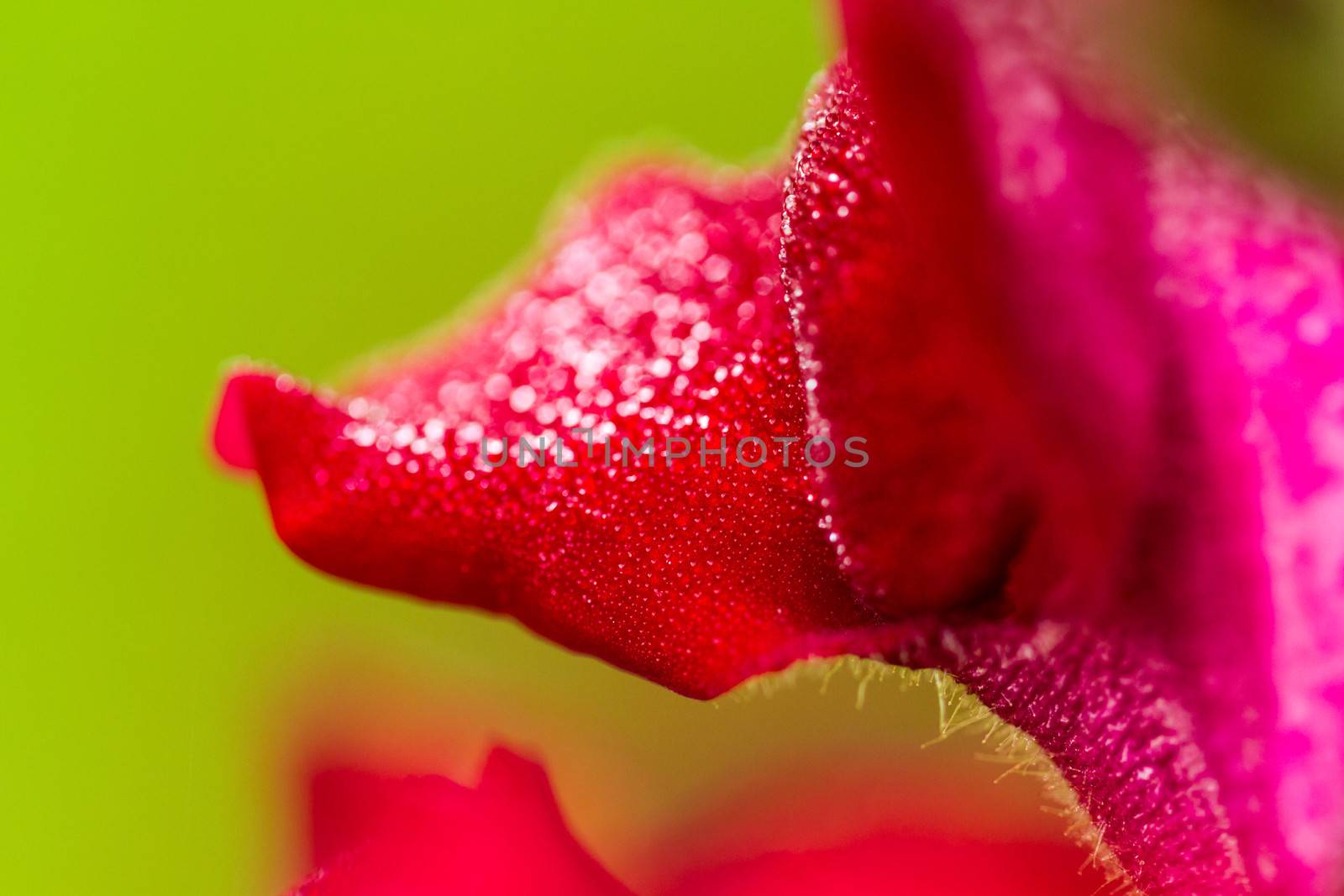 Red wild orchid petal close up