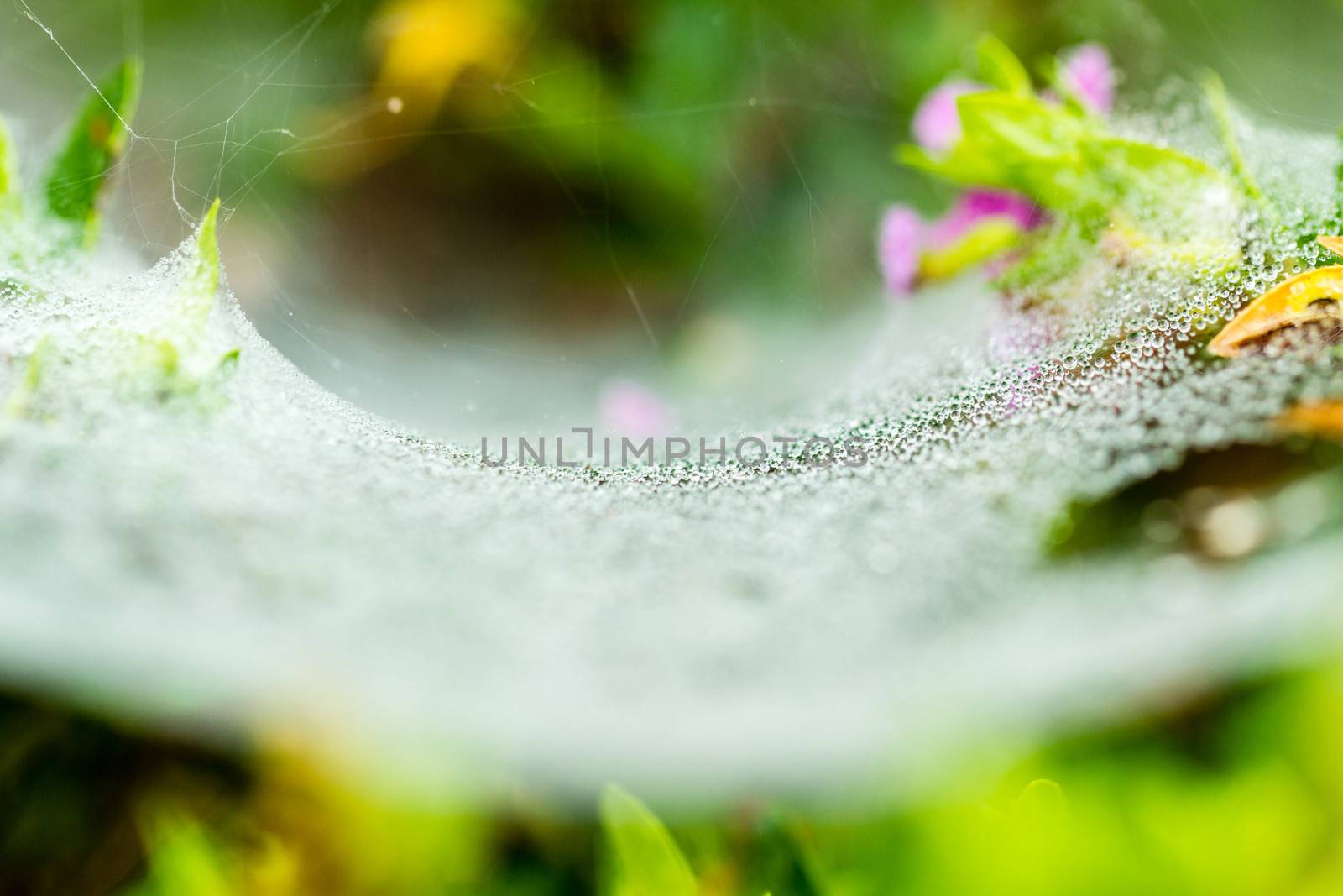 dewdrop condensation on spider web in the morning