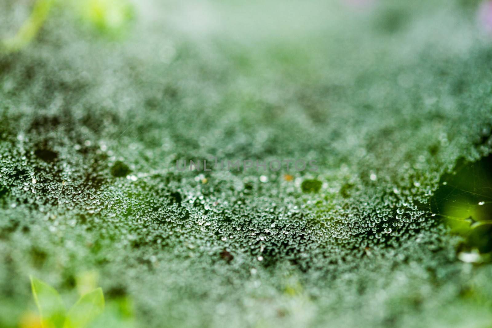 dew and spider web by azamshah72