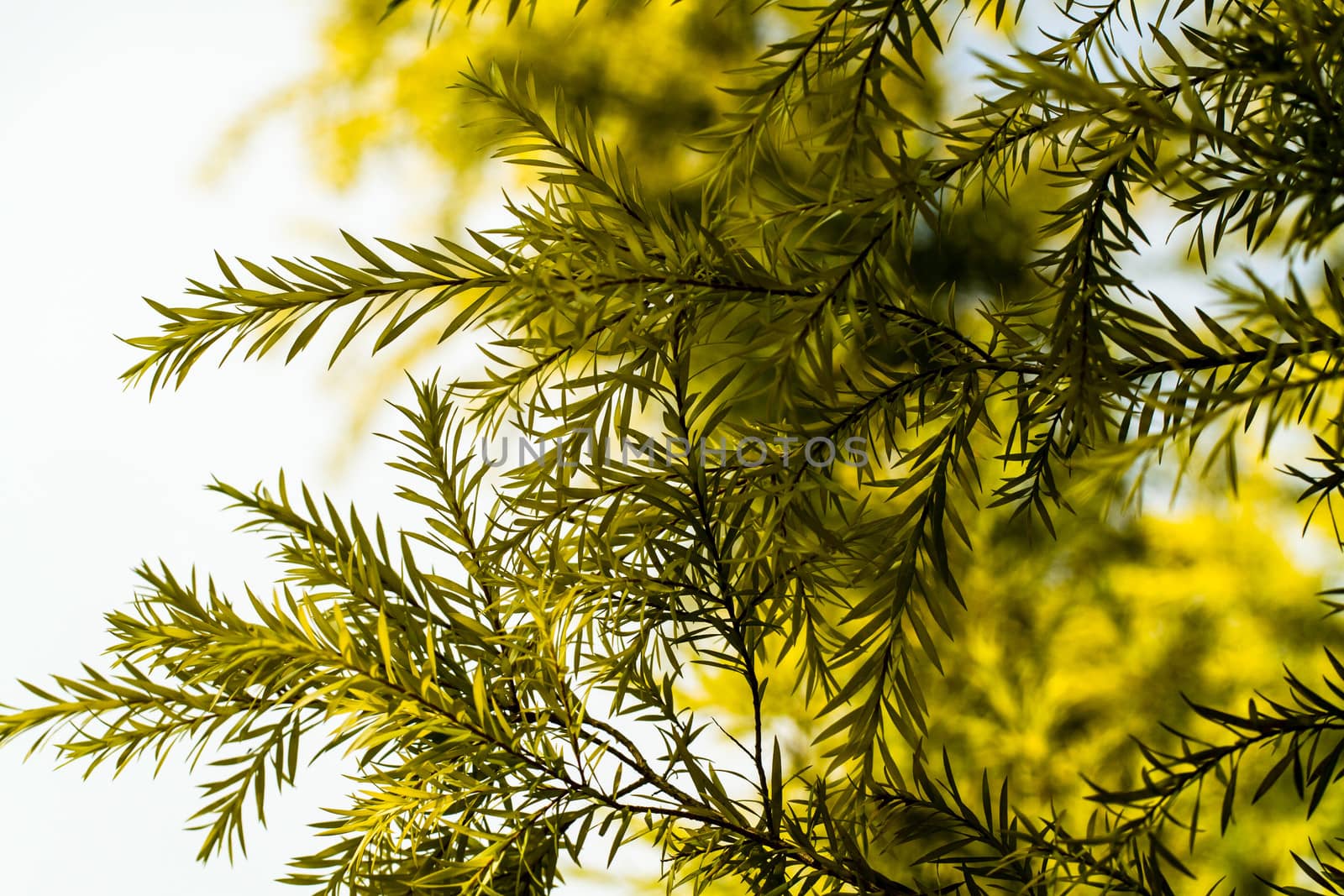 Pine leaf with green bokeh background