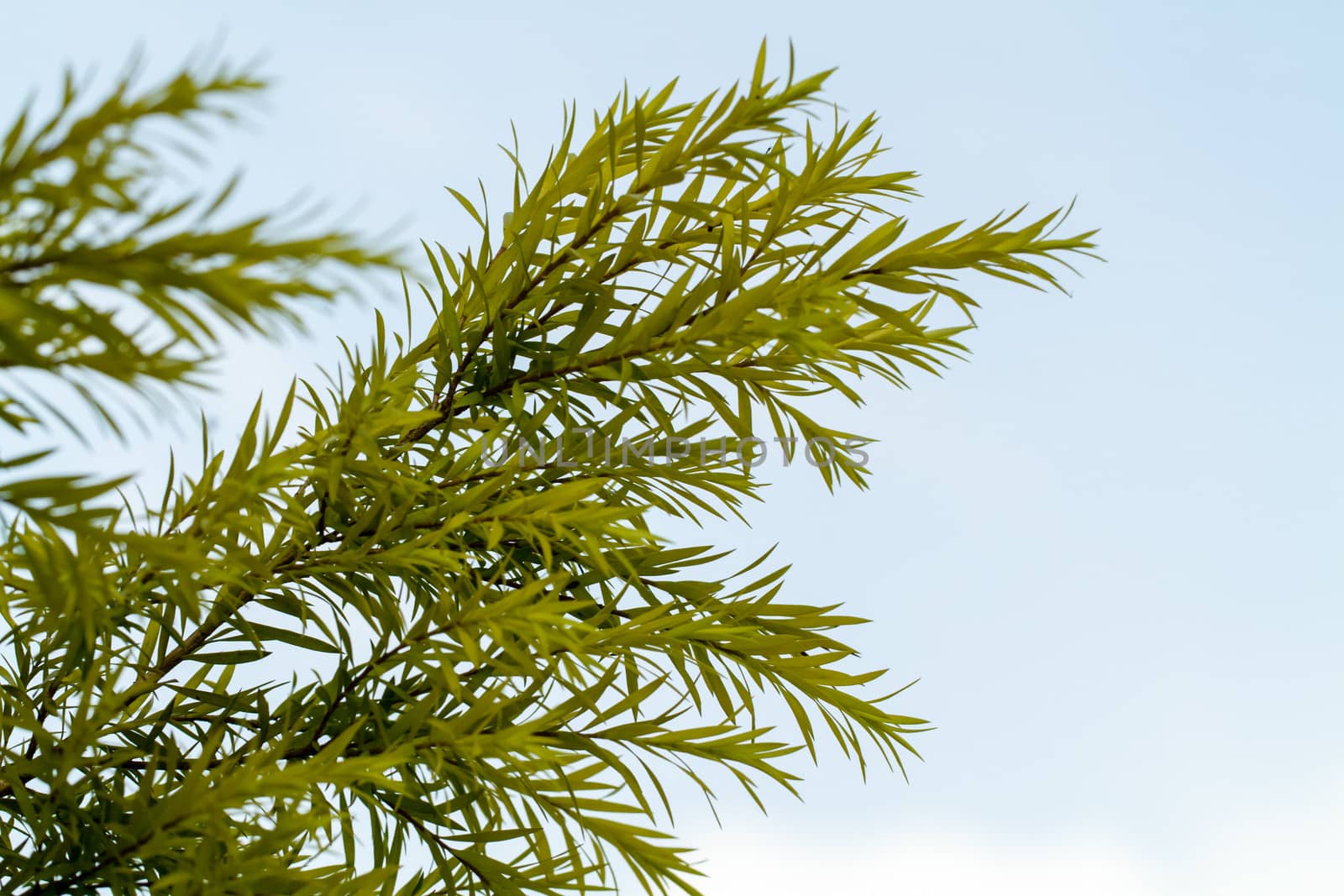 Pine Leaf with white sky background