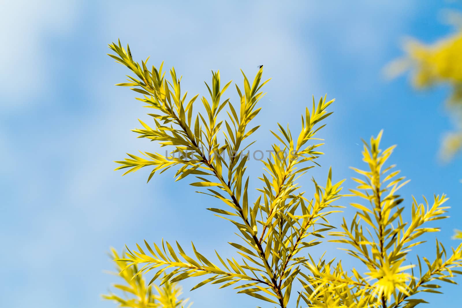 Pine Leaf Close-up Blue Sky by azamshah72