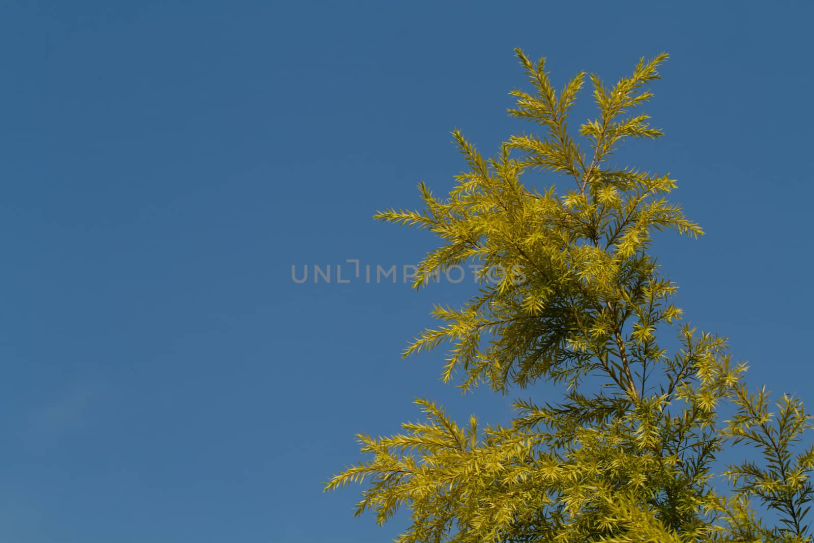 Pine leaf with blue sky background