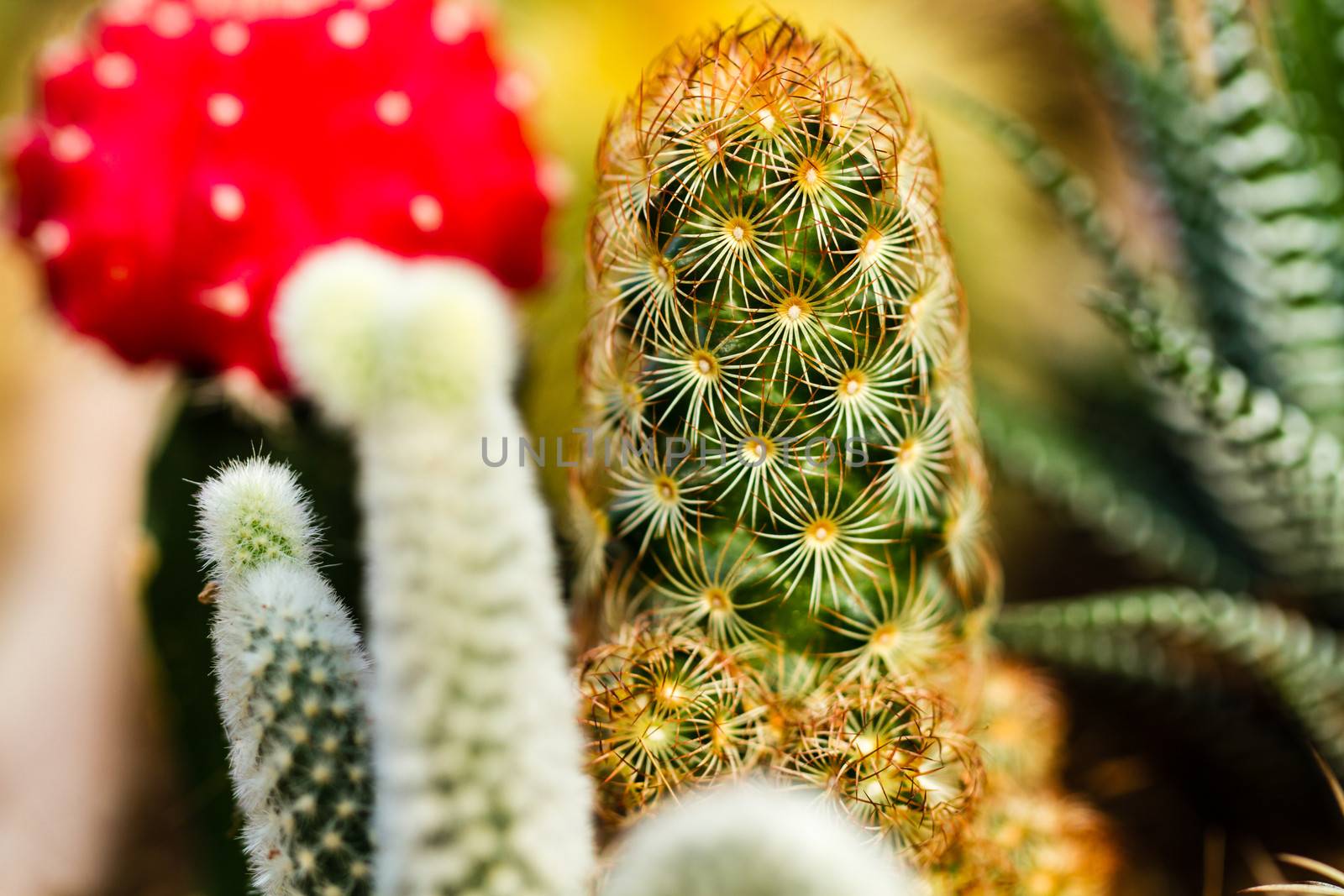 close-up view of various color cactus