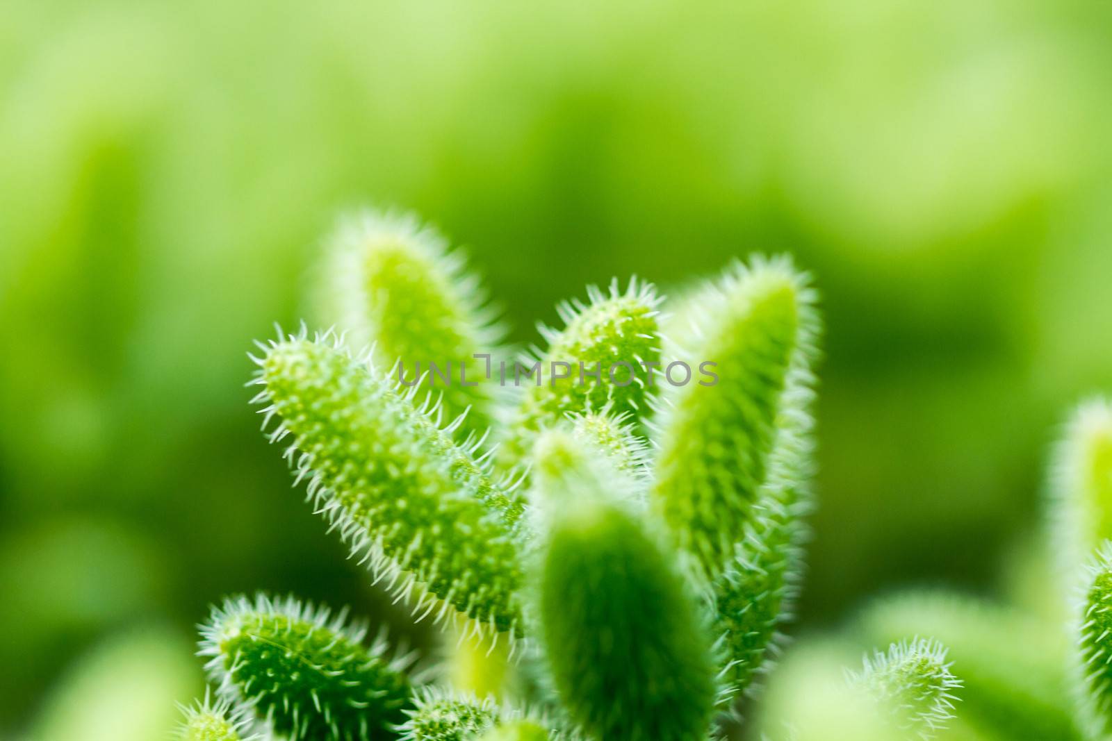 close up view of cactus with blurry background