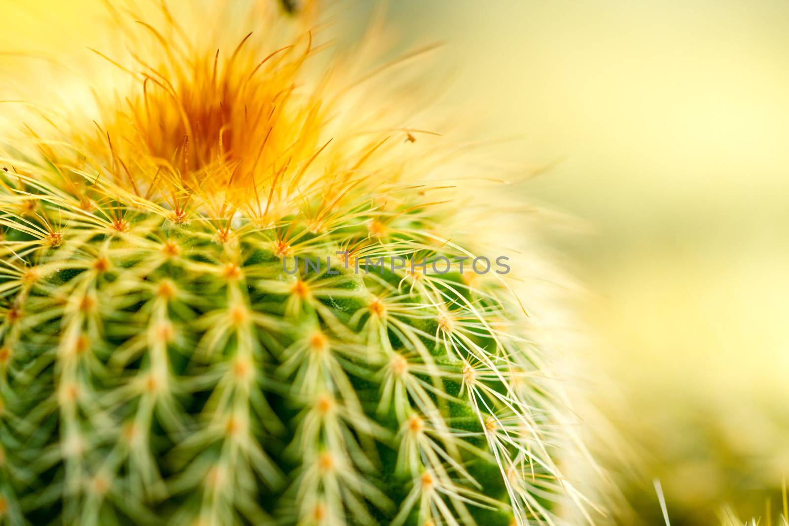 Cactus Thorn Close up by azamshah72