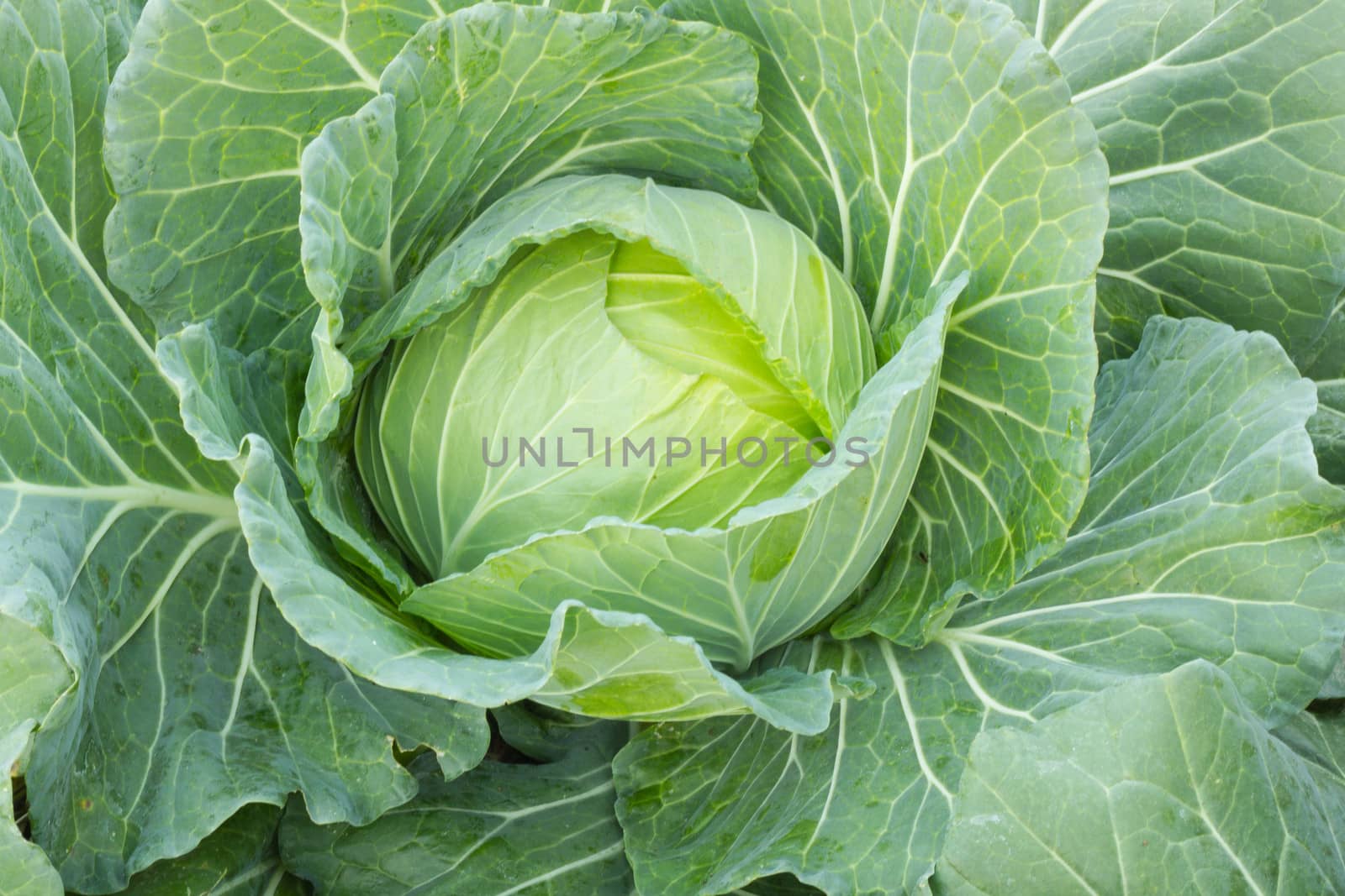 fresh green cabbage grown in a Thai garden