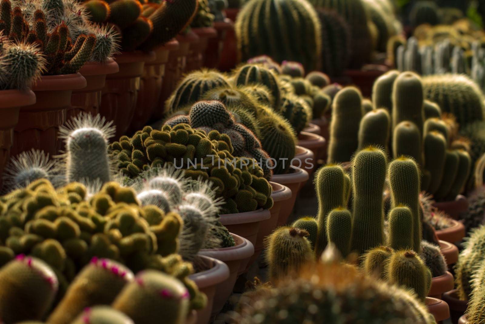 various shape and size cactus on display