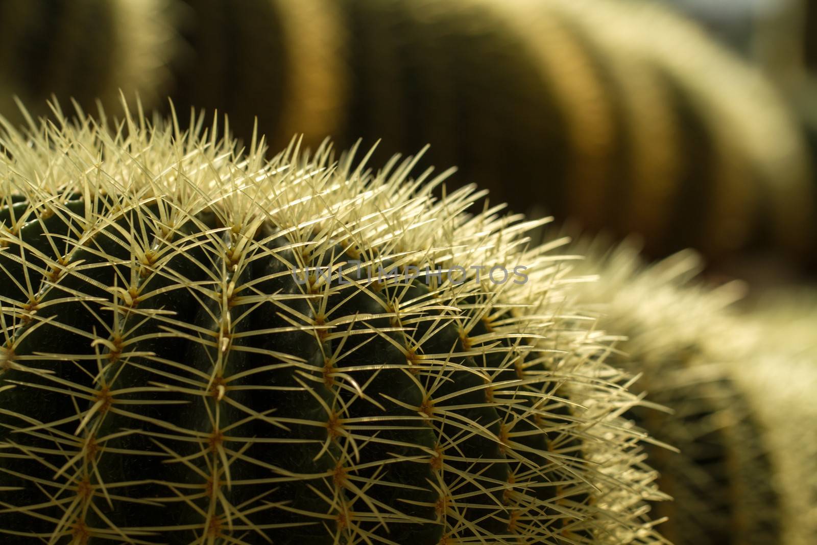 Cactus Thorn Close up II by azamshah72