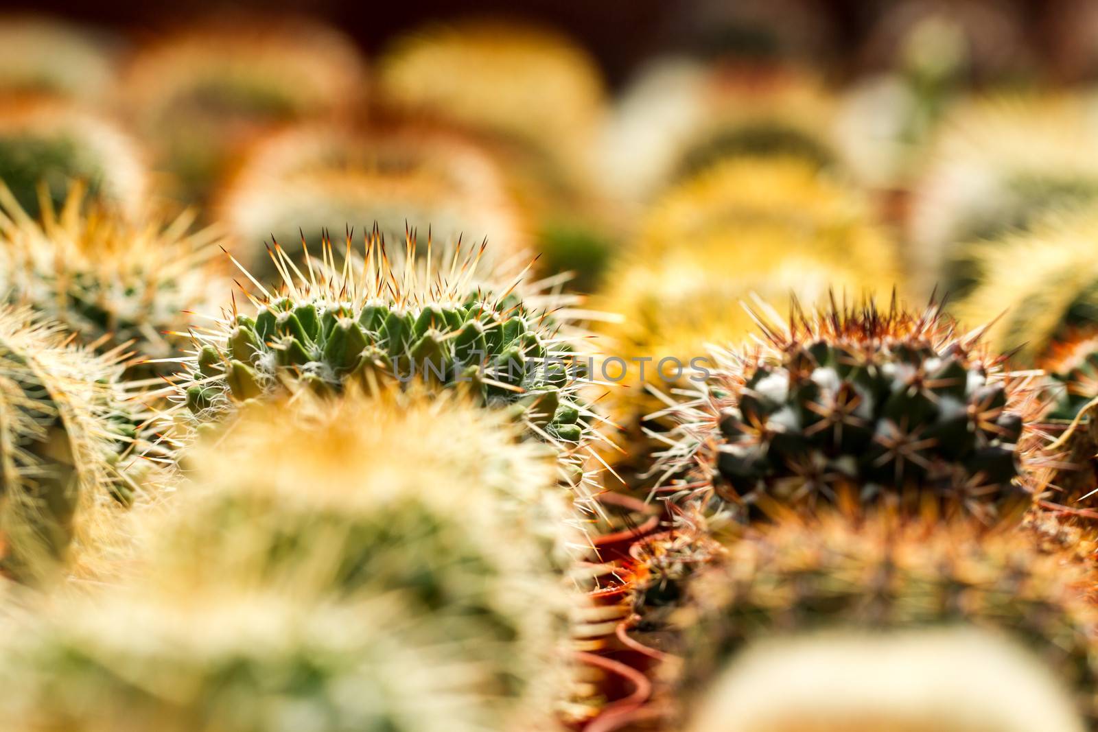 Cactus for sale by azamshah72