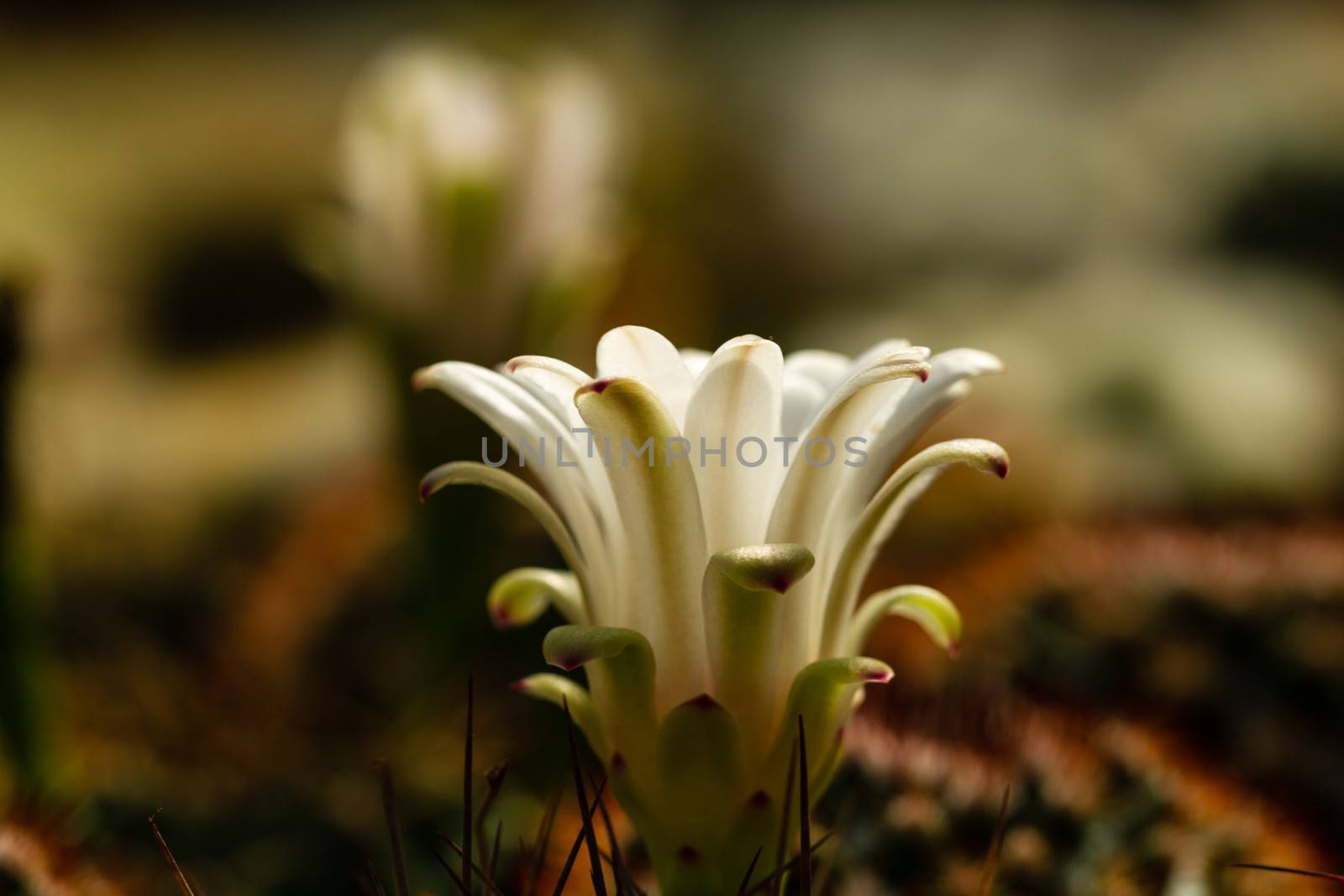 Cactus Flower by azamshah72