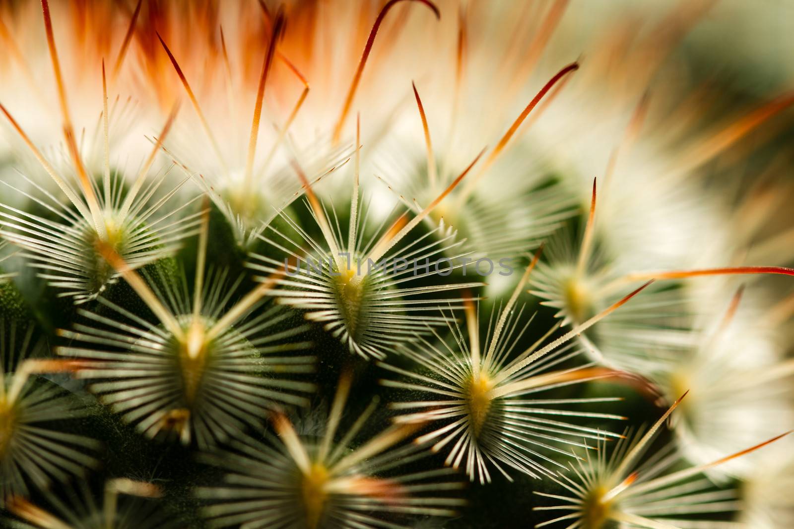 Extreme close up view of cactus thorn