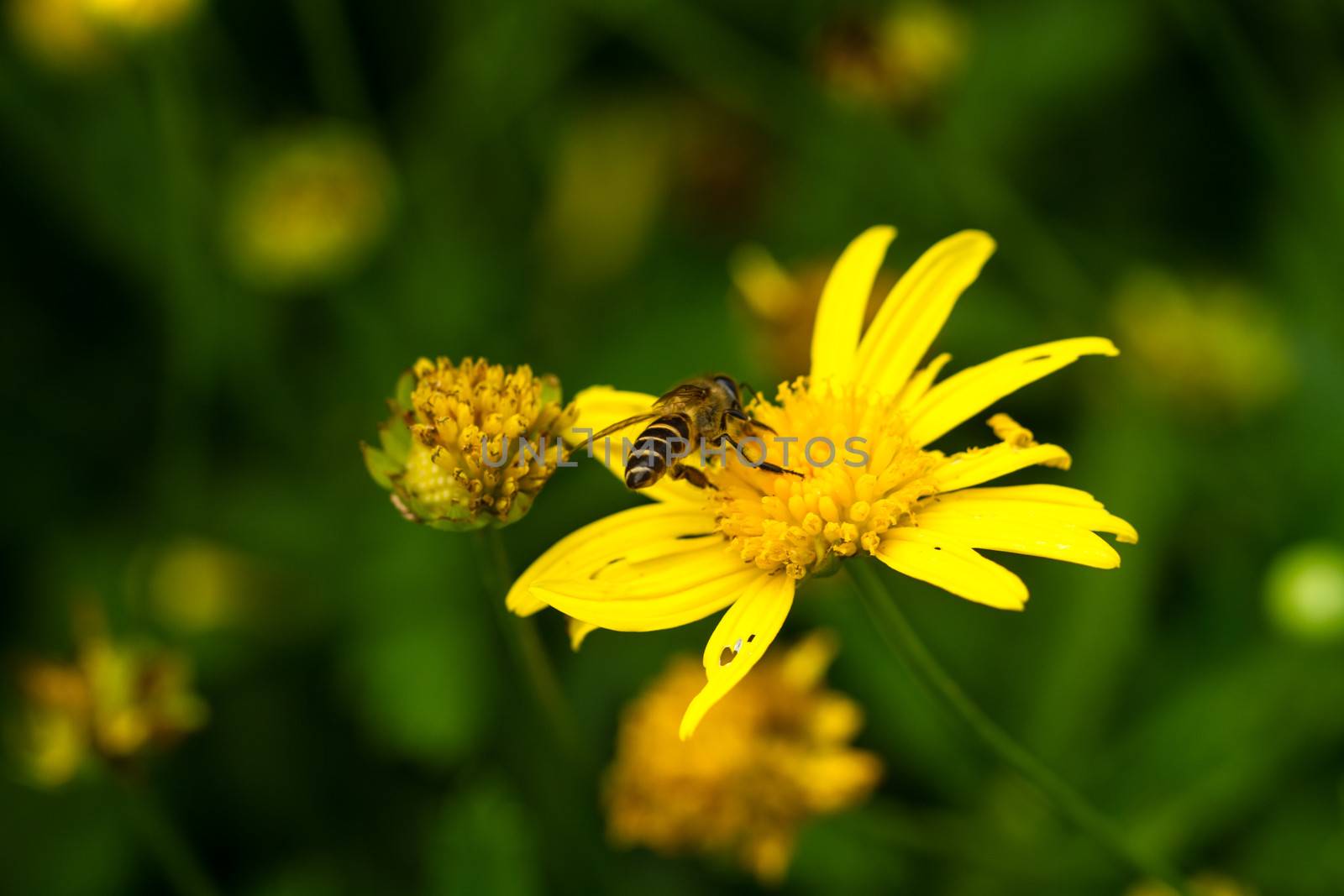 Bee and yellow crysanthemum flower
