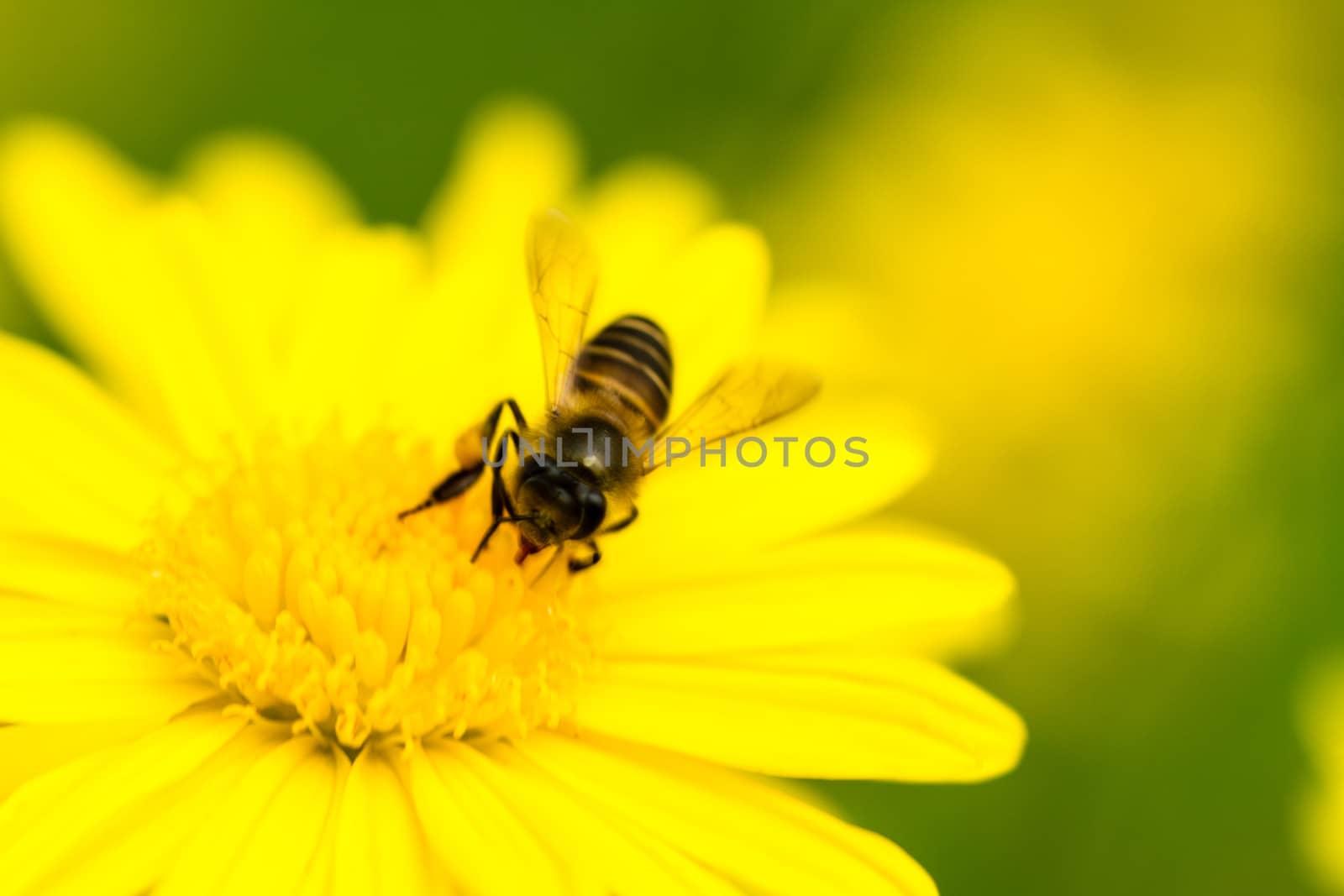 Bee and Crysanthemum Close-up by azamshah72