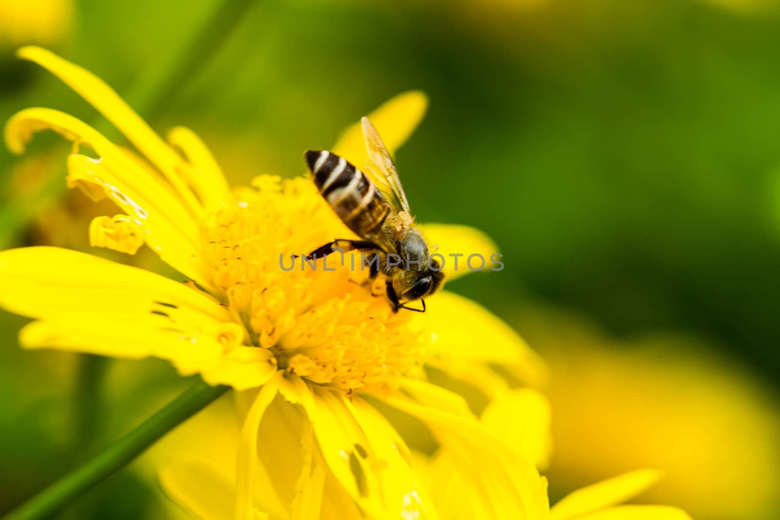Close up on bee and yellow crysanthemum flower