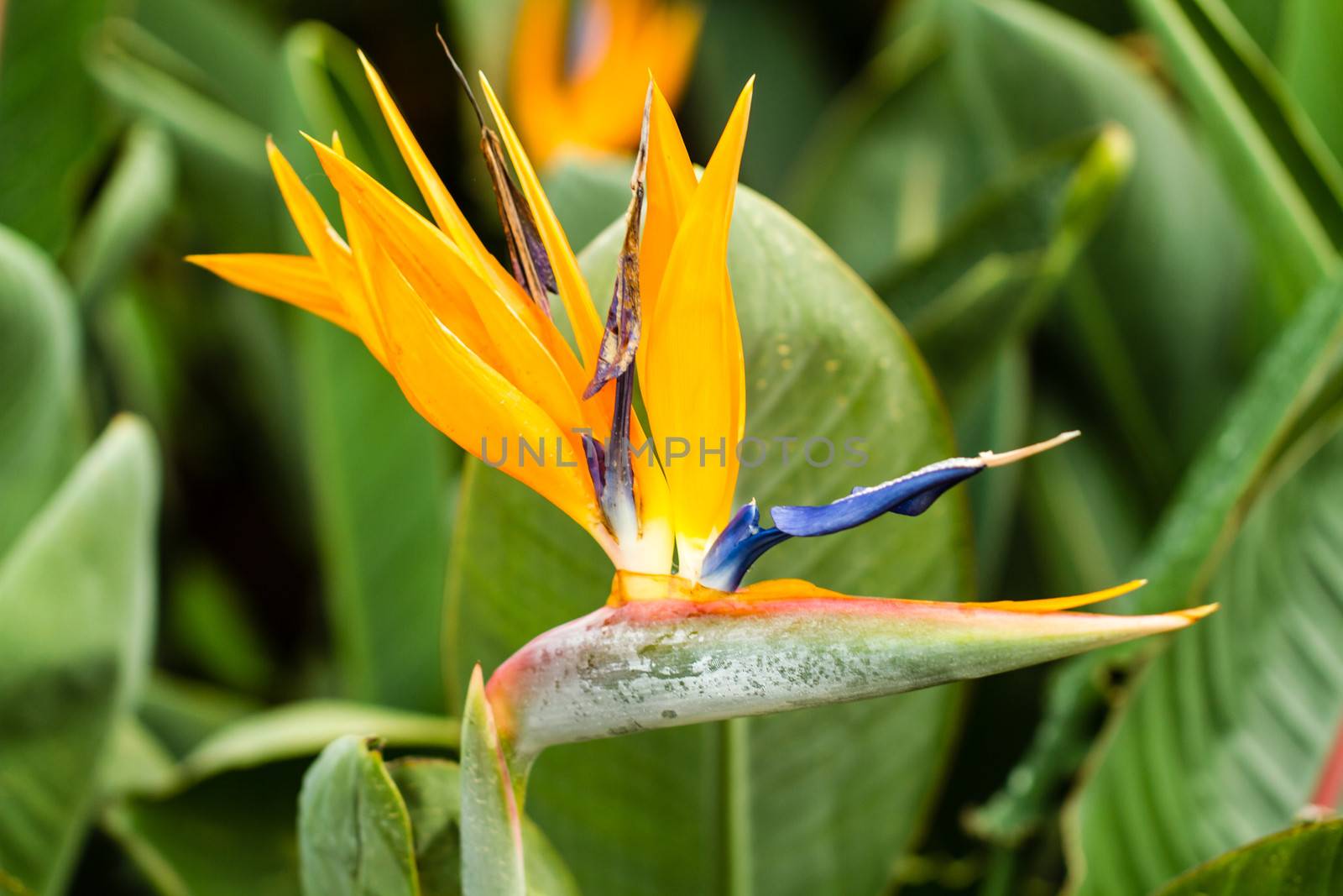 Heliconia Bird of Paradise with green background
