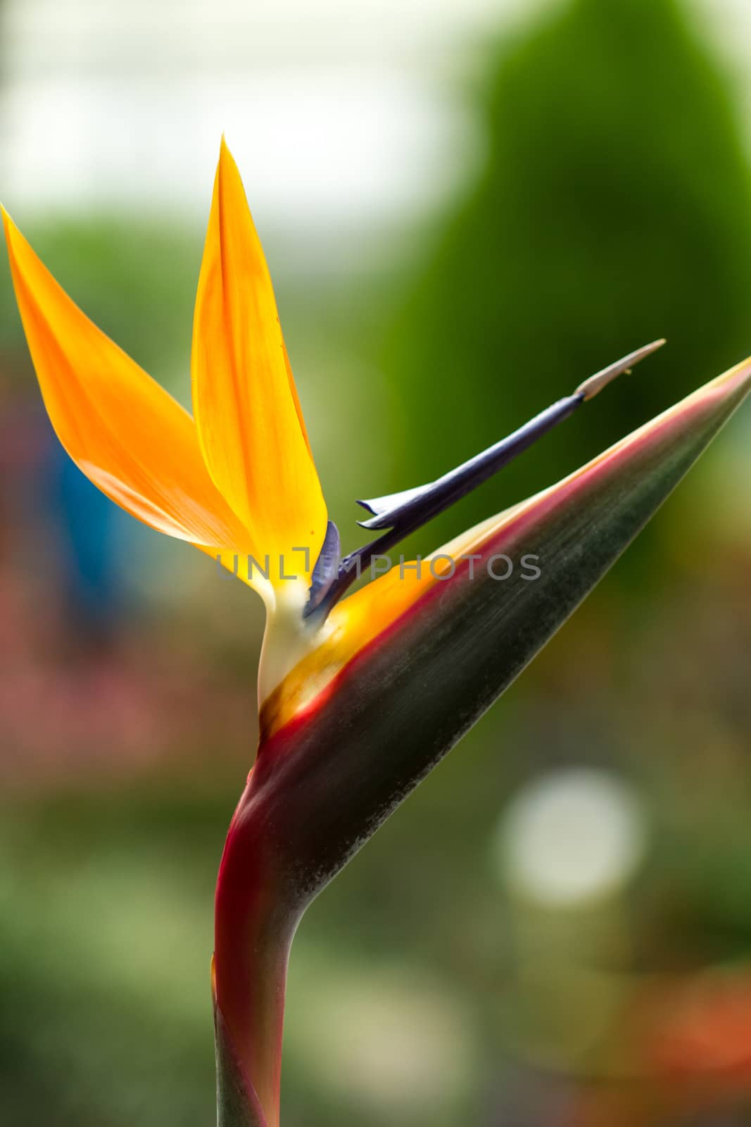 Heliconia Bird of Paradise with bokeh background