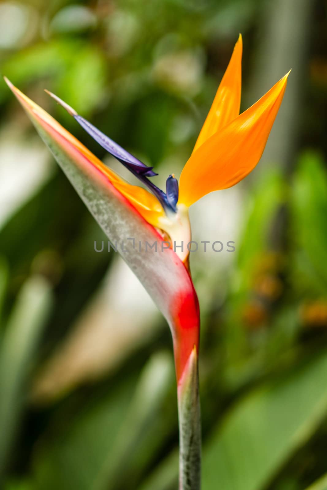 Heliconia Bird of Paradise in the morning sunlight