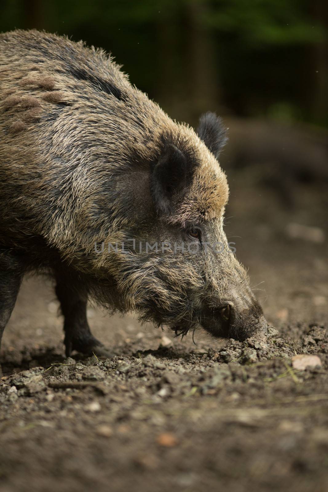 Wild boar (Sus scrofa) by viktor_cap
