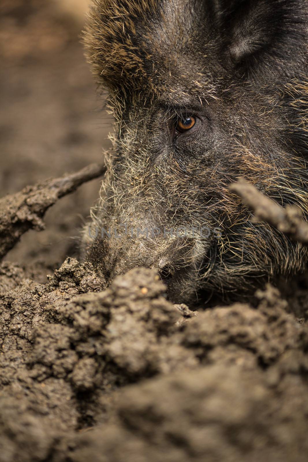 Wild boar (Sus scrofa) by viktor_cap